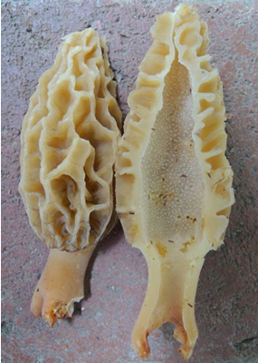 Morchella rufobrunnea